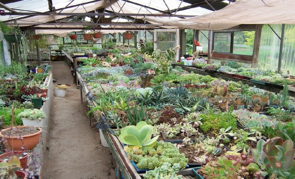 huge range of echevarias