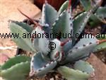 Agave_Cubic