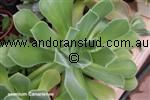 aeonium_Canariense