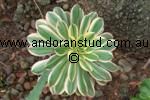 aeonium_Sunburst_6