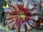 aeonium_Velour
