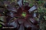 aeonium_Voodoo