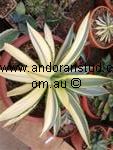 agave_Meridensis