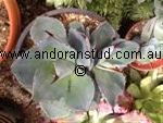 agave_Retrochoke