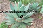 agave_Titantoa