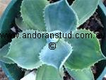 agave_Trade_Winds