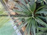 agave_polyanthiflora