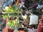 crassula_Calico
