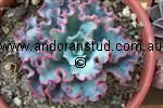 echeveria_Aquarius