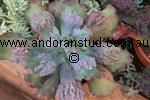 echeveria_Borage